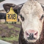 Farm antibiotics threat to health