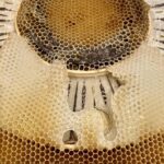 a detail of an artwork made with wooden circular frames, beads, and honeycomb organically made by bees directly onto the surface