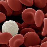 Human red and white blood cells