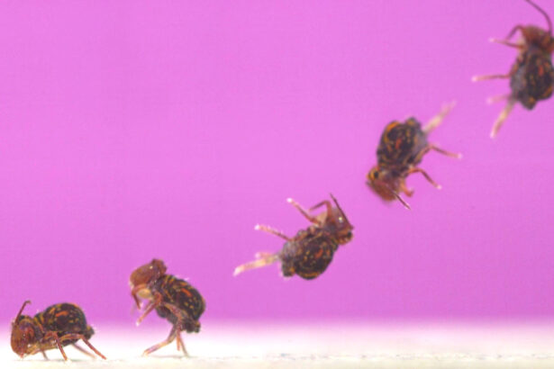 How an arthropod pulls off the world’s fastest backflip
