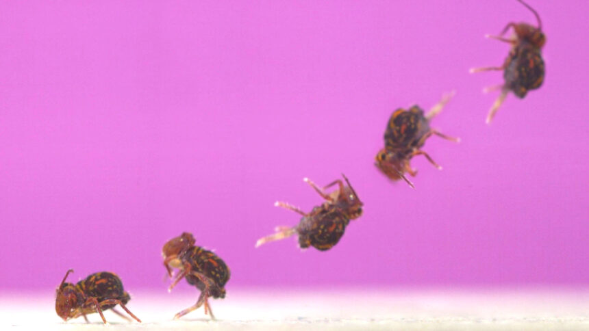 How an arthropod pulls off the world's fastest backflip