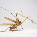 a meticulously detailed wooden sculpture of a harlequin beetle with long legs and antennae on a white background