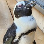 Japan Penguin Found Safe 2 Weeks After Escape, Keeper Calls It A Miracle