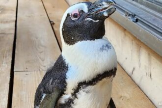 Japan Penguin Found Safe 2 Weeks After Escape, Keeper Calls It A Miracle