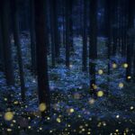 a multi-exposure photograph of a woodland at night with fireflies indicated by tiny blurred yellow spheres of light