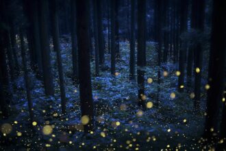 Kazuaki Koseki’s Dreamy Photos Capture Japan’s Forests Shimmering with Fireflies — Colossal