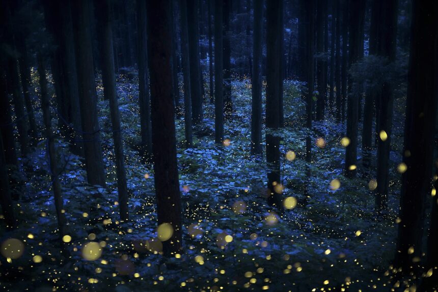 a multi-exposure photograph of a woodland at night with fireflies indicated by tiny blurred yellow spheres of light