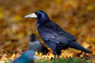 Look out for rooks | Otago Daily Times Online News