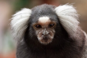 Marmosets Have a Skill Only Seen in Dolphins, Elephants, And You : ScienceAlert