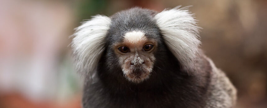 Marmosets Have a Skill Only Seen in Dolphins, Elephants, And You : ScienceAlert