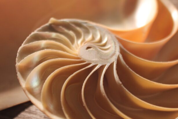 Mathematicians define a new shape—and you’ve probably seen it