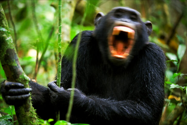 Monkeys, Marines, and Manners – Econlib