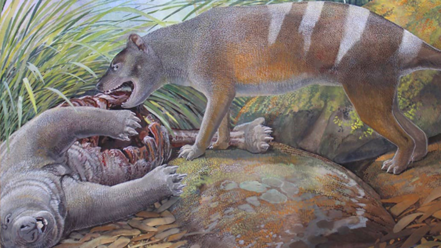 New bone-crushing Tasmanian tiger species dug up by paleontologists