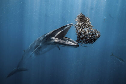 One Whale of a Meal Wins The 2024 Ocean Photographer of the Year Competition — Colossal