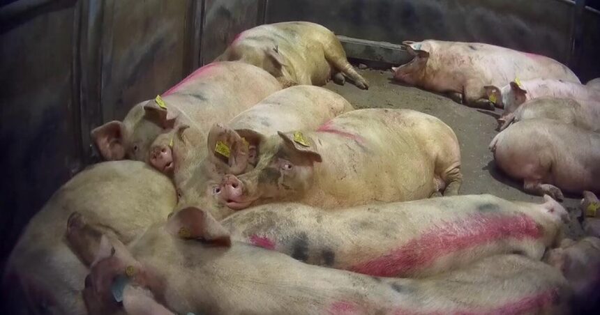 Pigs suffer 'physical abuse, distress and neglect'