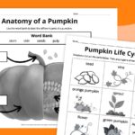 Pumpkin Life Cycle Worksheets for Kids (Free Printables)