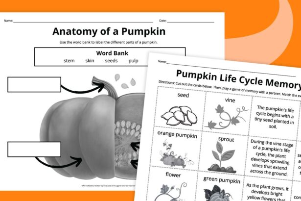 Pumpkin Life Cycle Worksheets for Kids (Free Printables)