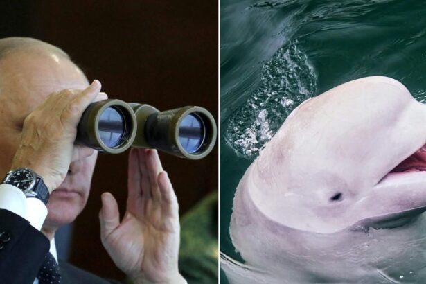 Putin Under Fire After ‘Spy Whale’ Was Found Shot to Death