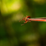 Tweezers holding a red insect with long front legs.