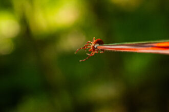 Tweezers holding a red insect with long front legs.