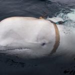 Russian spy whale shot, Letters