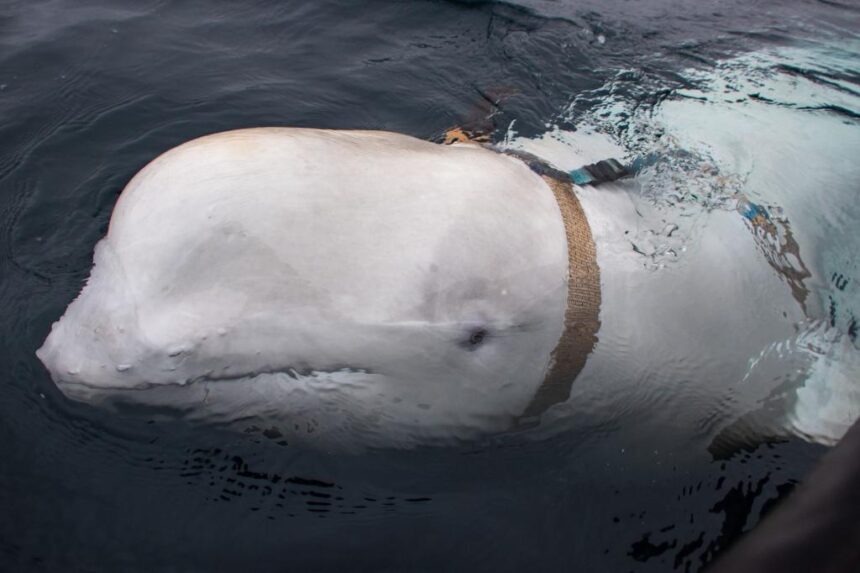 Russian spy whale shot, Letters