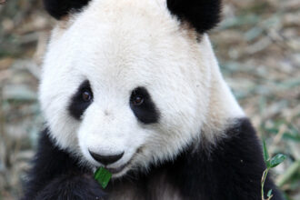 A giant panda nibbles on bamboo.