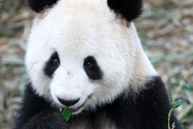 Scientists have just turned giant panda skin cells into stem cells