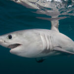 A light gray porbeagle shark swimming in the ocean