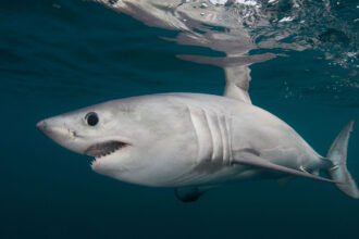 A light gray porbeagle shark swimming in the ocean