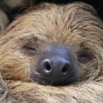 Sloths may be in danger by the end of the century