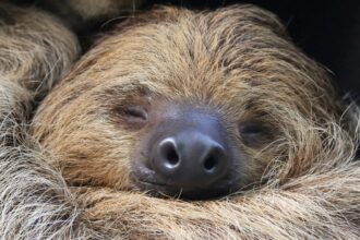 Sloths may be in danger by the end of the century