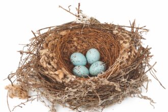 a bobmakierie nest with four blue eggs