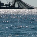 Sustainable fishing rules 'scientifically obsolete'