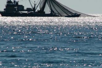 Sustainable fishing rules 'scientifically obsolete'