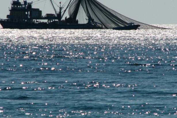 Sustainable fishing rules ‘scientifically obsolete’