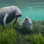 a manatee and her baby rest on grass below the water