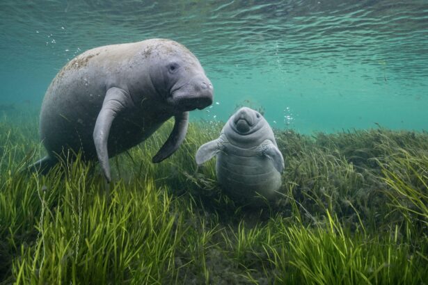 The Adorable and the Fierce Star in the 2024 Wildlife Photographer of the Year Contest — Colossal