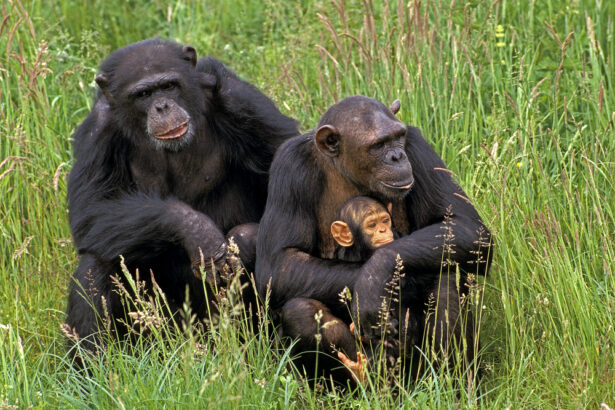 The Cooperative Ape – Econlib
