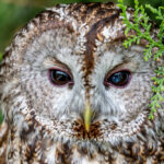 The Mysterious World of Owls (with Jennifer Ackerman)