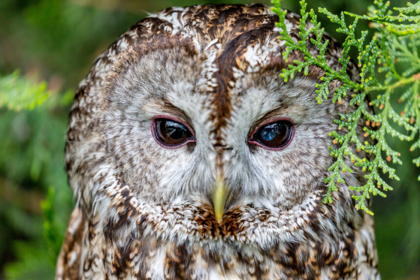 The Mysterious World of Owls (with Jennifer Ackerman)