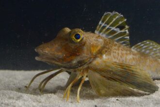 These fish have evolved legs that can find and taste buried food