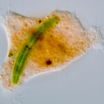 A microscope image of an orange Strigomyxa ruptor amoeba with a green algae cell inside of it.