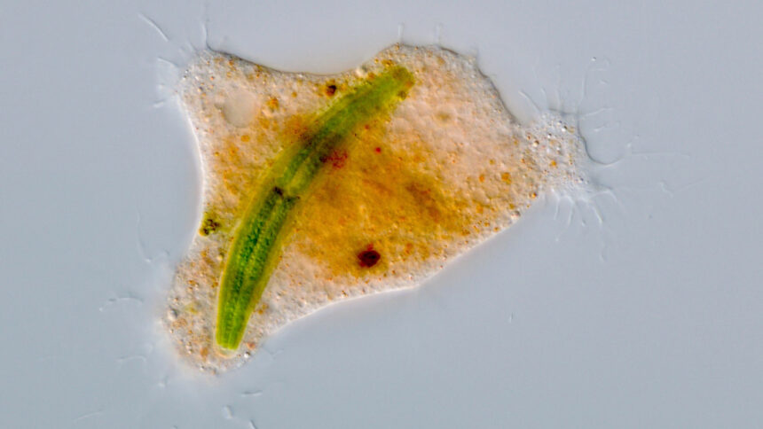 A microscope image of an orange Strigomyxa ruptor amoeba with a green algae cell inside of it.