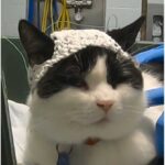 Tiny Crocheted Hats for Cats Could Maybe Cure Chronic Pain