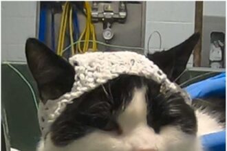 Tiny Crocheted Hats for Cats Could Maybe Cure Chronic Pain