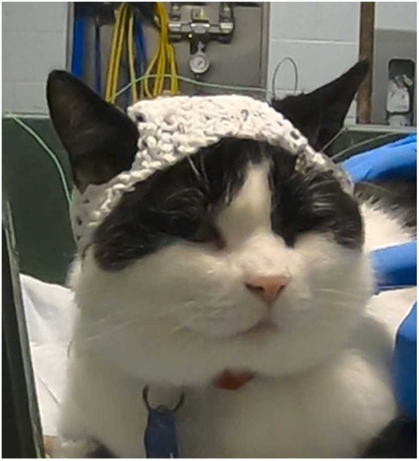 Tiny Crocheted Hats for Cats Could Maybe Cure Chronic Pain