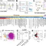 'Transient' gut bacteria may affect health and guide diet choices