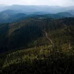 An aerial photograph of a path windy through forested land. Some trees have been cut down