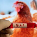 US Confirms First Human Case of Bird Flu With No Known Animal Trace : ScienceAlert